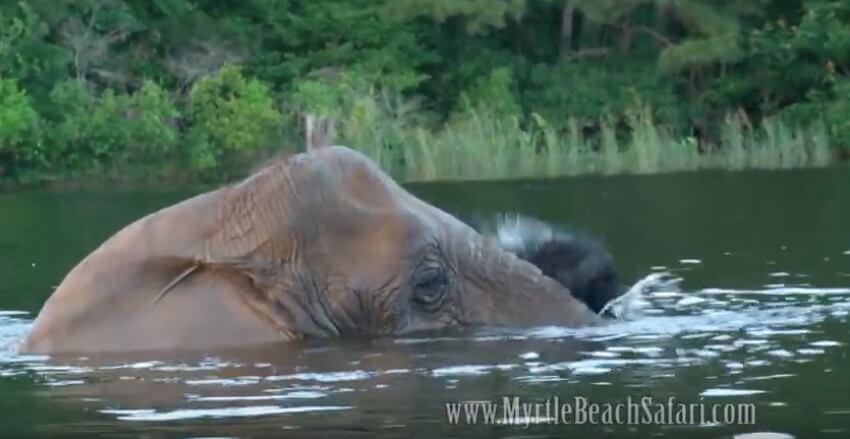 ラブラドールレトリーバー,動画