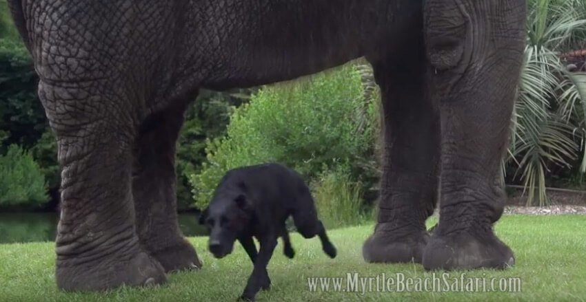 ラブラドールレトリーバー,動画