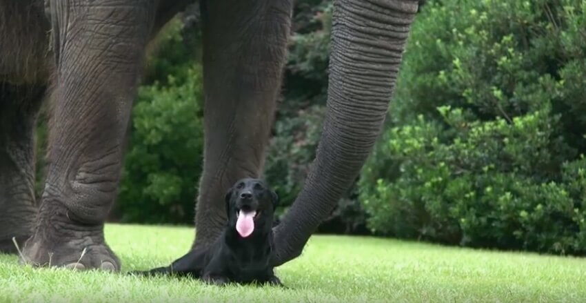 ラブラドールレトリーバー,動画