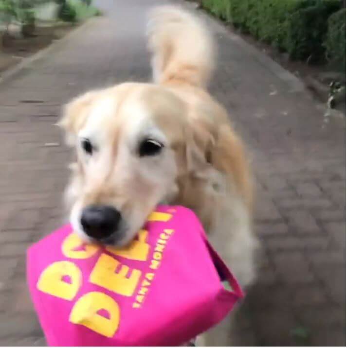 ゴールデンレトリーバー,動画