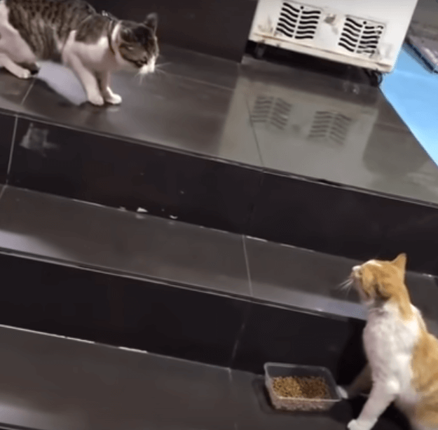 ゴールデンレトリーバー,動画