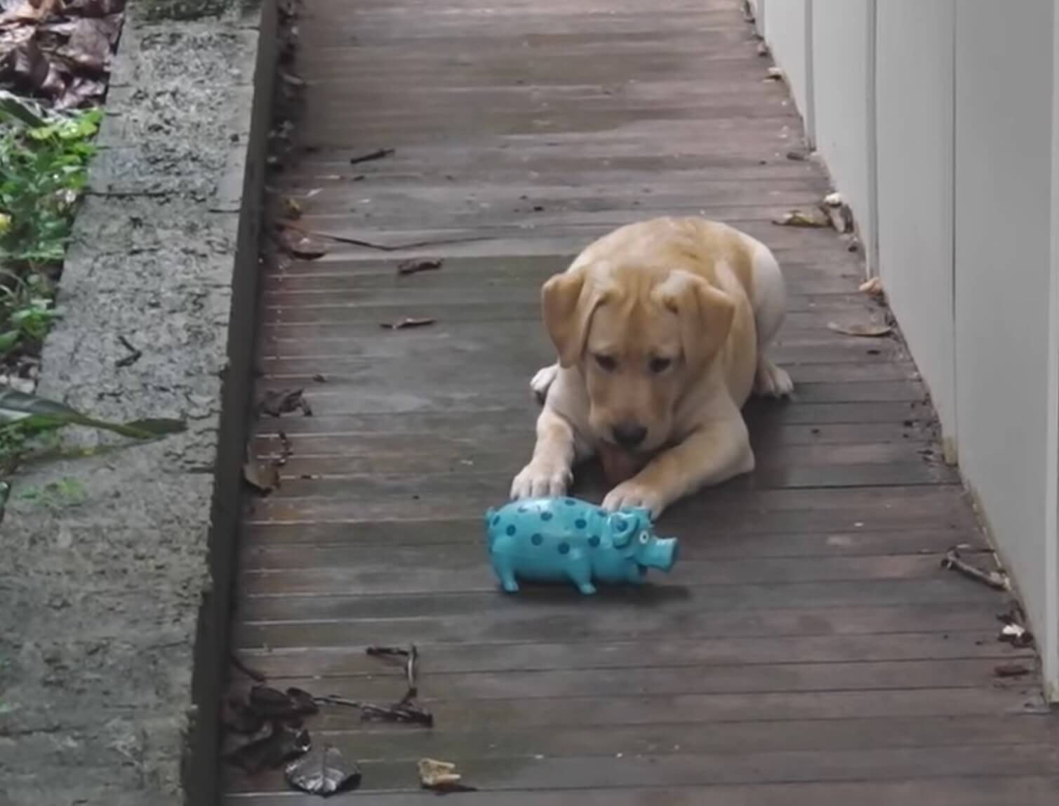 ラブラドールレトリーバー,動画