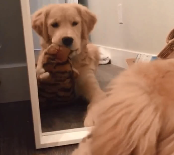 ゴールデンレトリーバー,動画