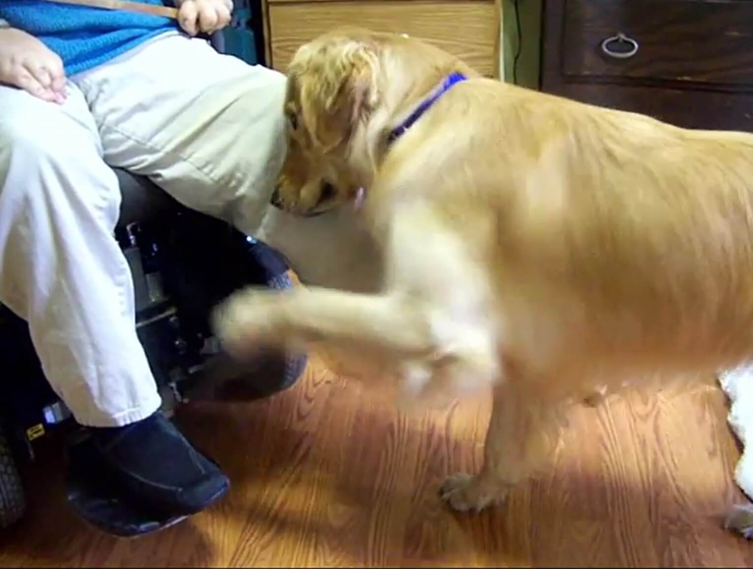 ゴールデンレトリーバー,動画