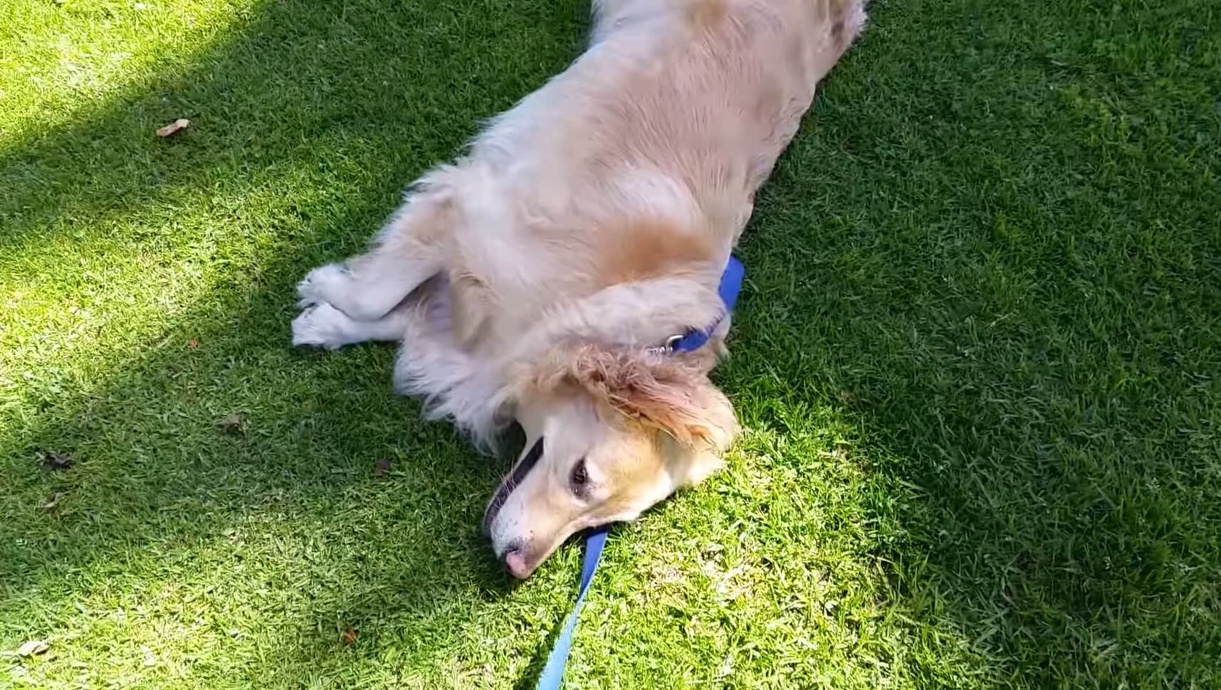 ゴールデンレトリーバー,動画