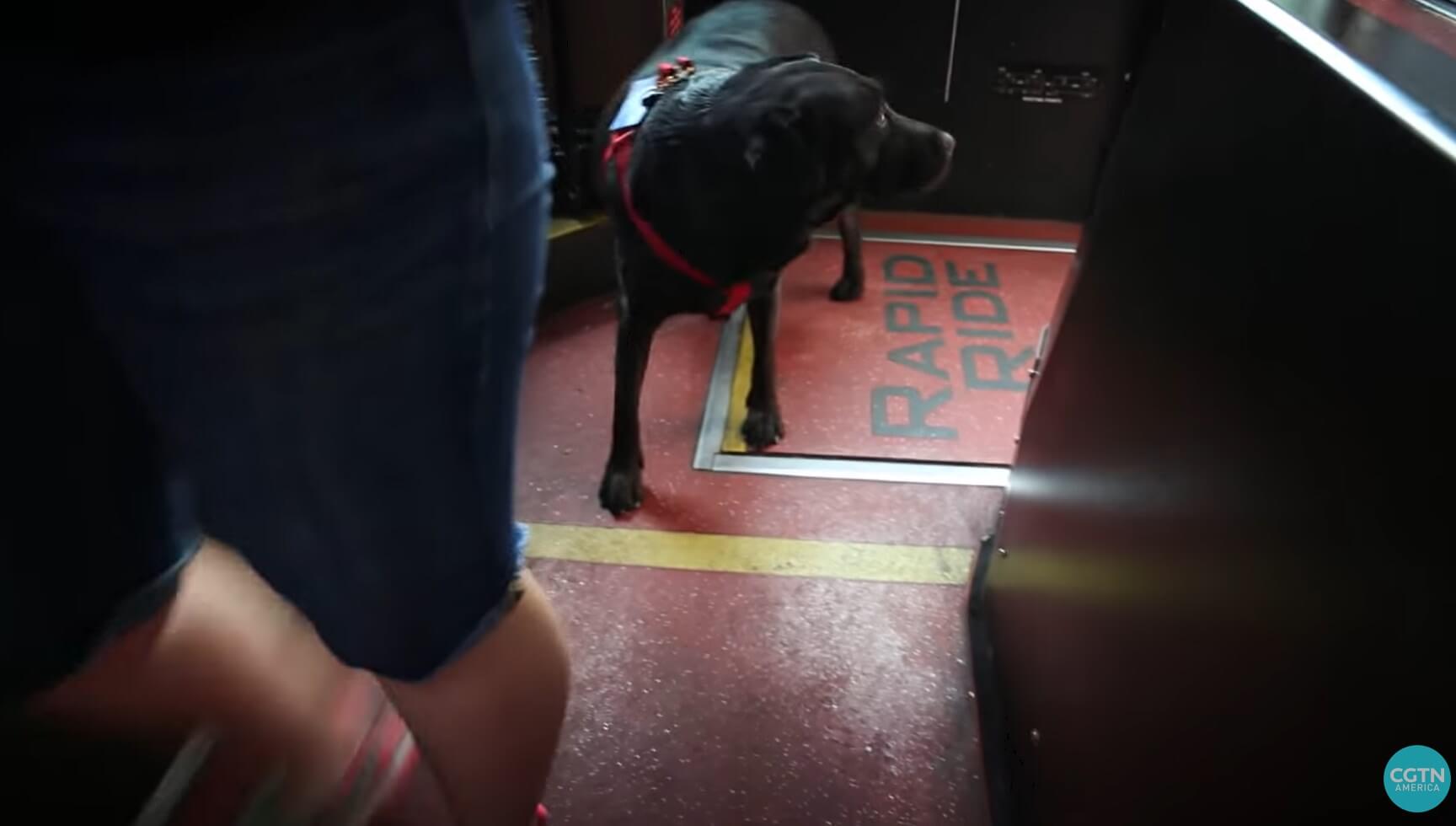 ラブラドールレトリーバー,動画