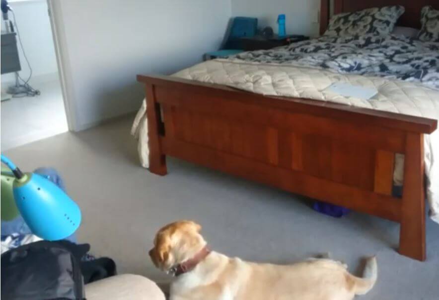 ラブラドールレトリーバー,動画