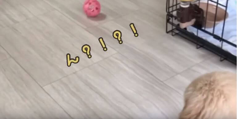 ゴールデンレトリーバー,動画