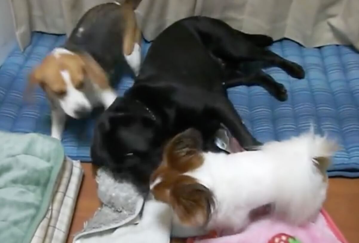 ラブラドールレトリーバー,動画