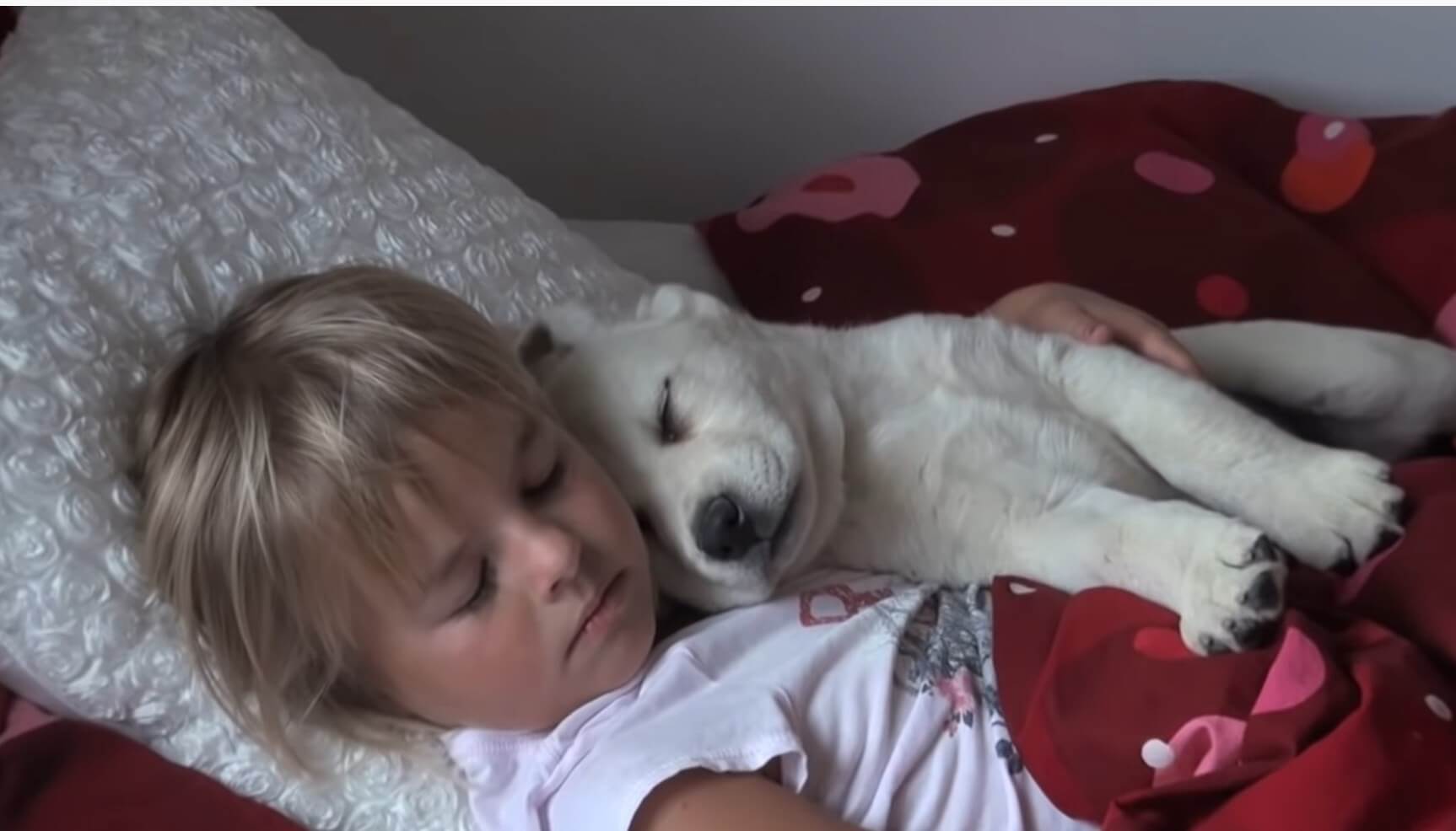 ラブラドールレトリーバー,動画