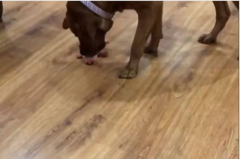 ラブラドールレトリーバー,動画