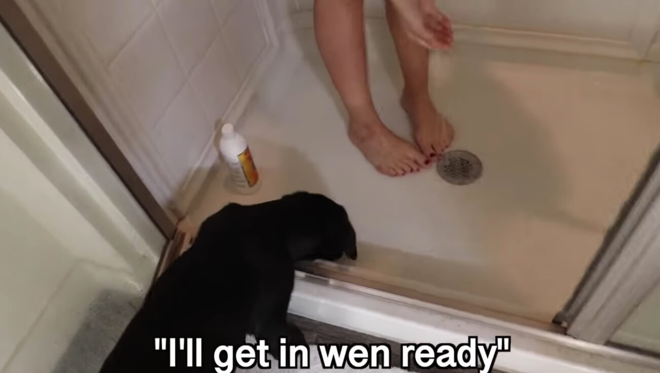 ラブラドールレトリーバー,動画