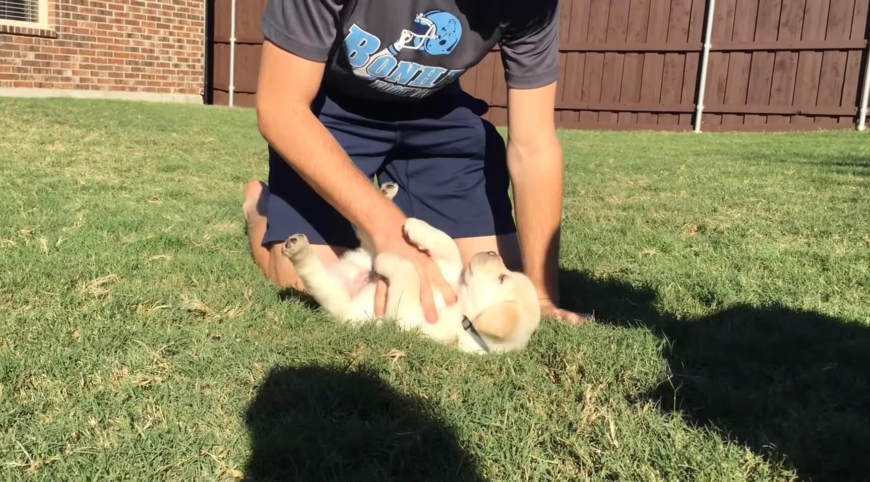 ラブラドールレトリーバー,動画