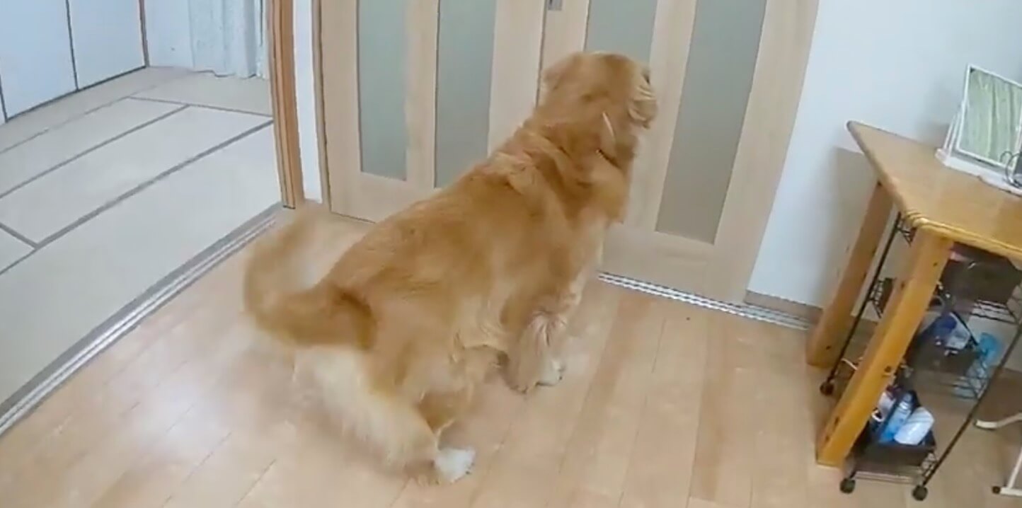 ゴールデンレトリーバー,動画