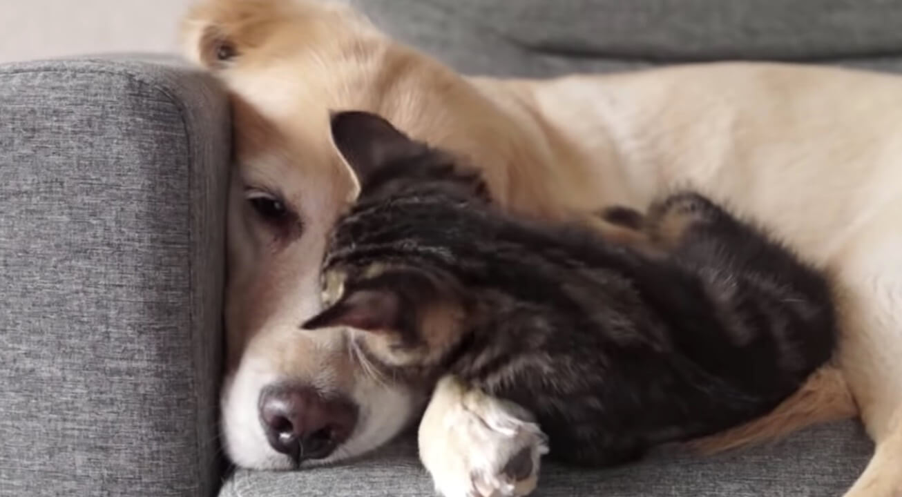 ゴールデンレトリーバー,動画