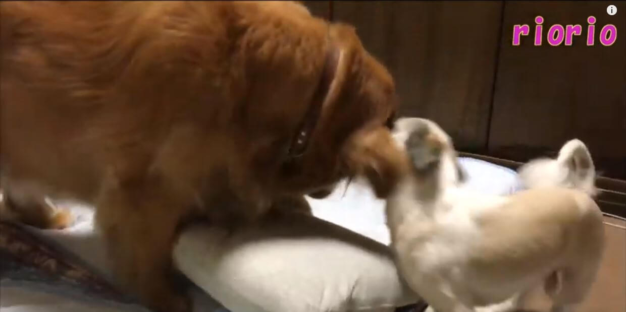 ゴールデンレトリーバー,動画