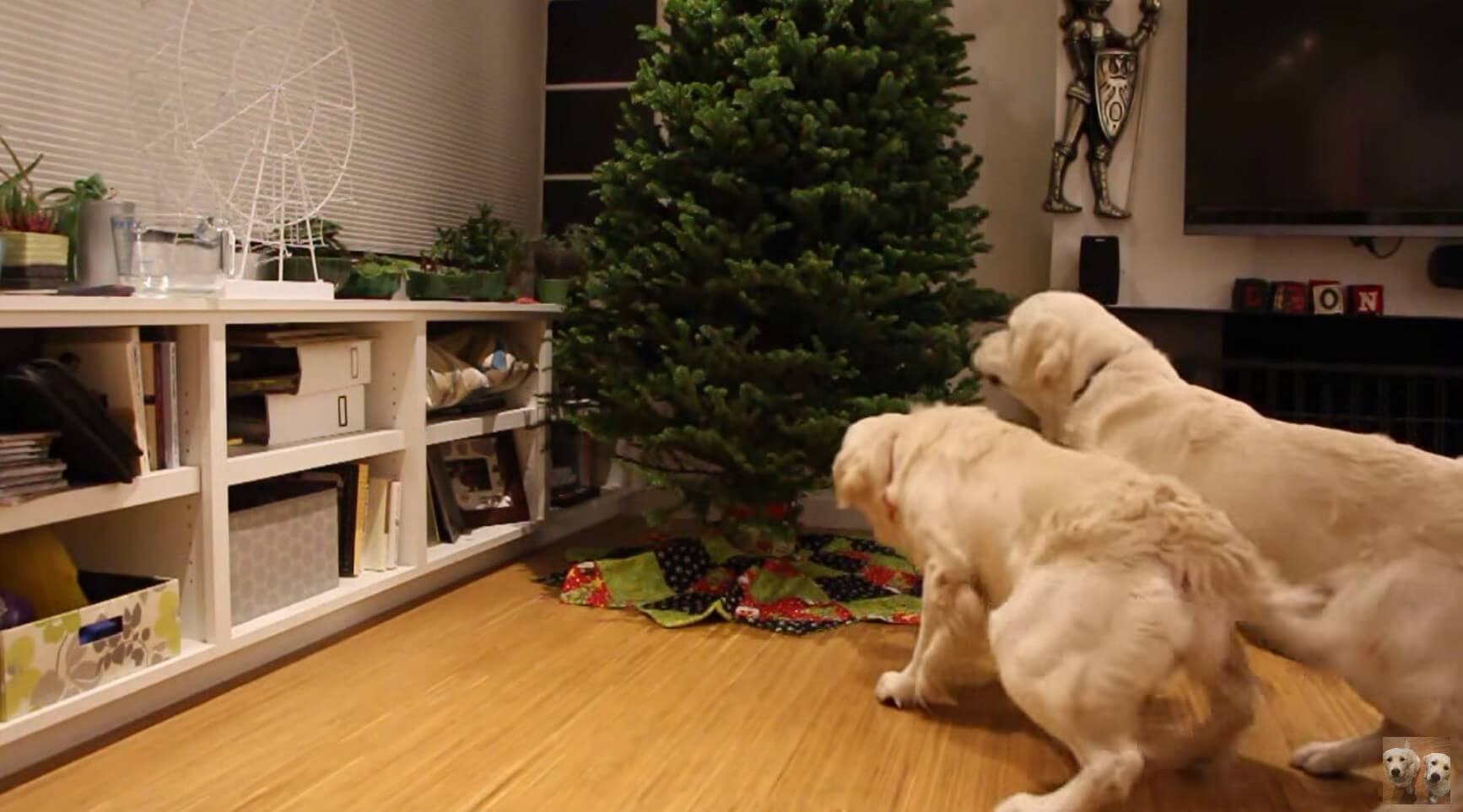 ゴールデンレトリーバー,動画