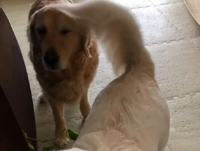 ゴールデンレトリーバー,動画