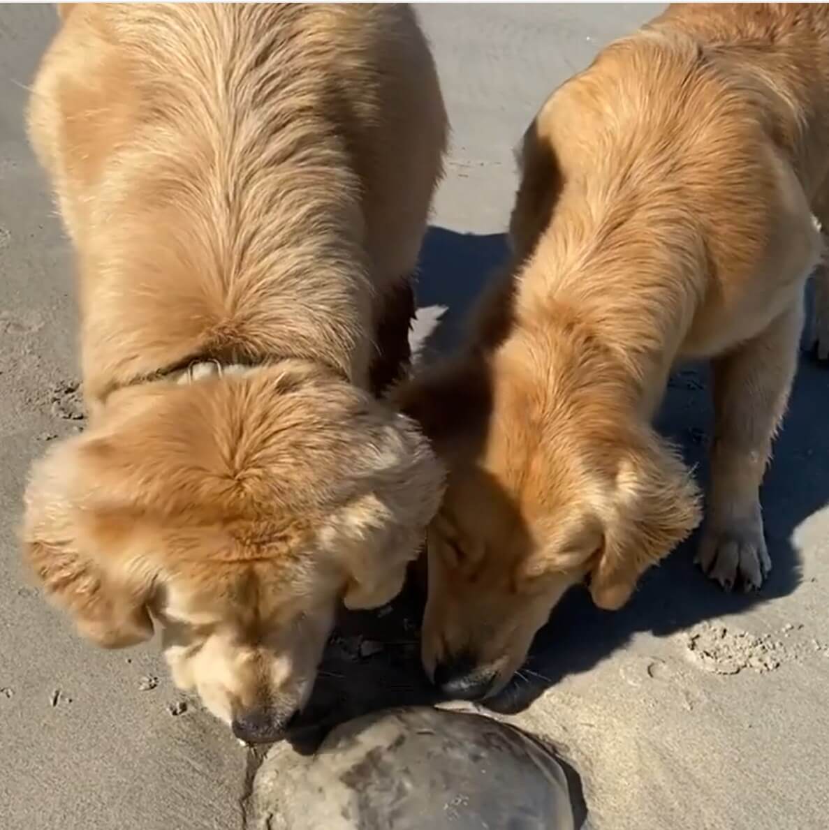 ゴールデンレトリーバー,動画