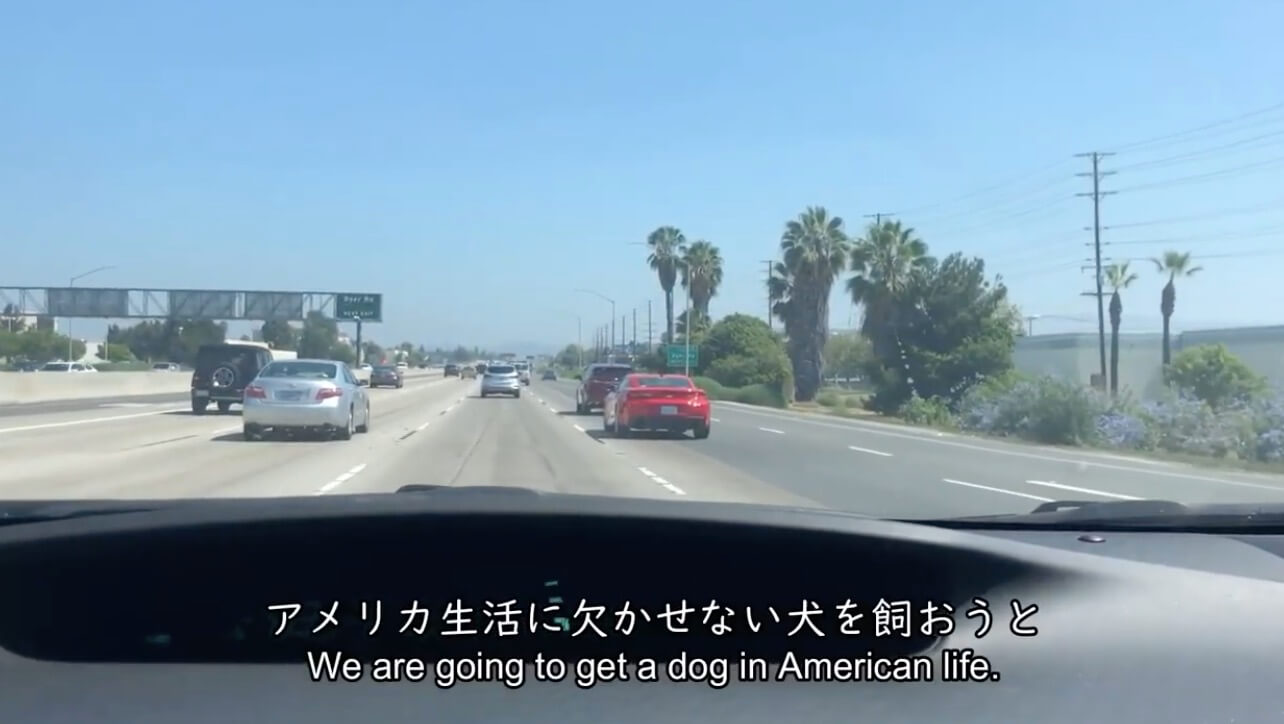 ラブラドールレトリーバー,動画