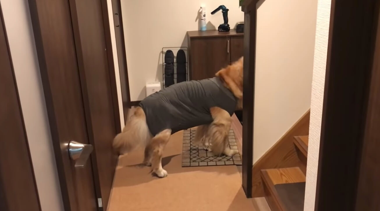 ゴールデンレトリーバー,動画