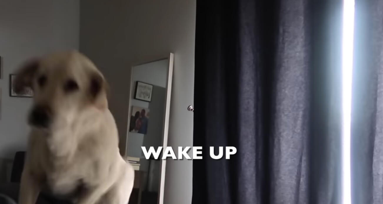 ラブラドールレトリーバー,動画