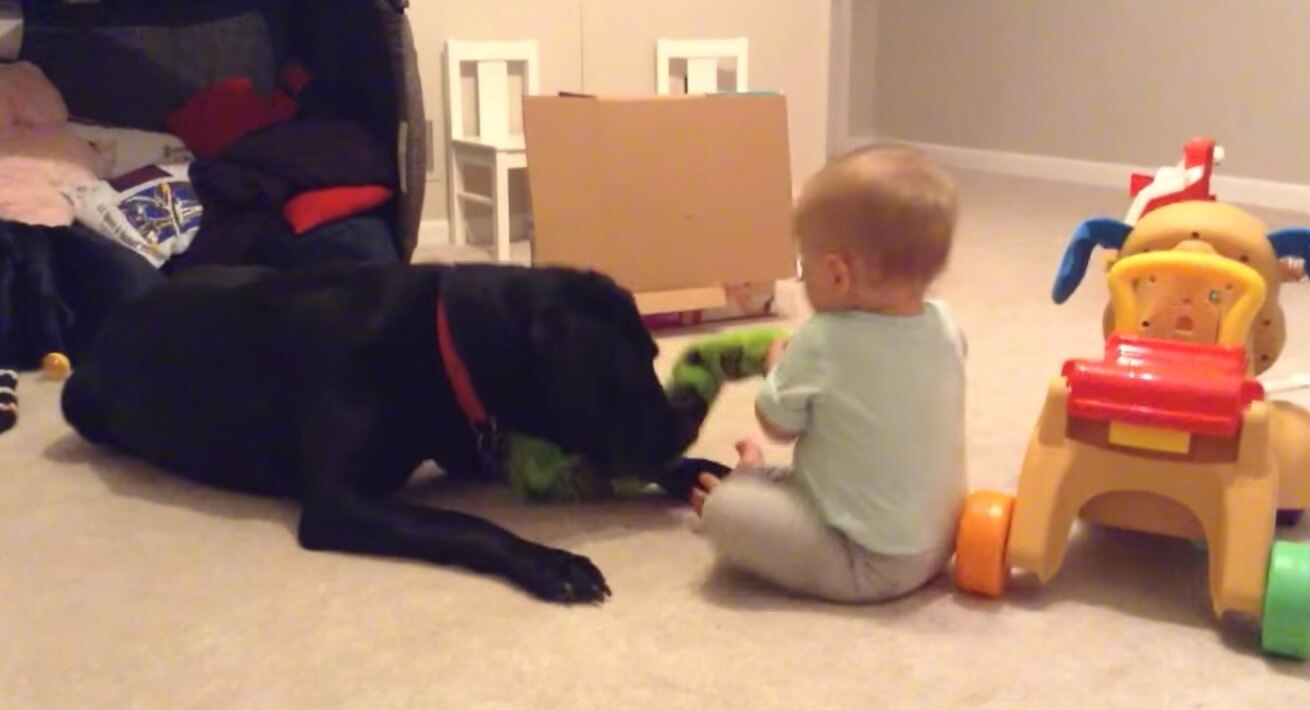 ラブラドールレトリーバー,動画