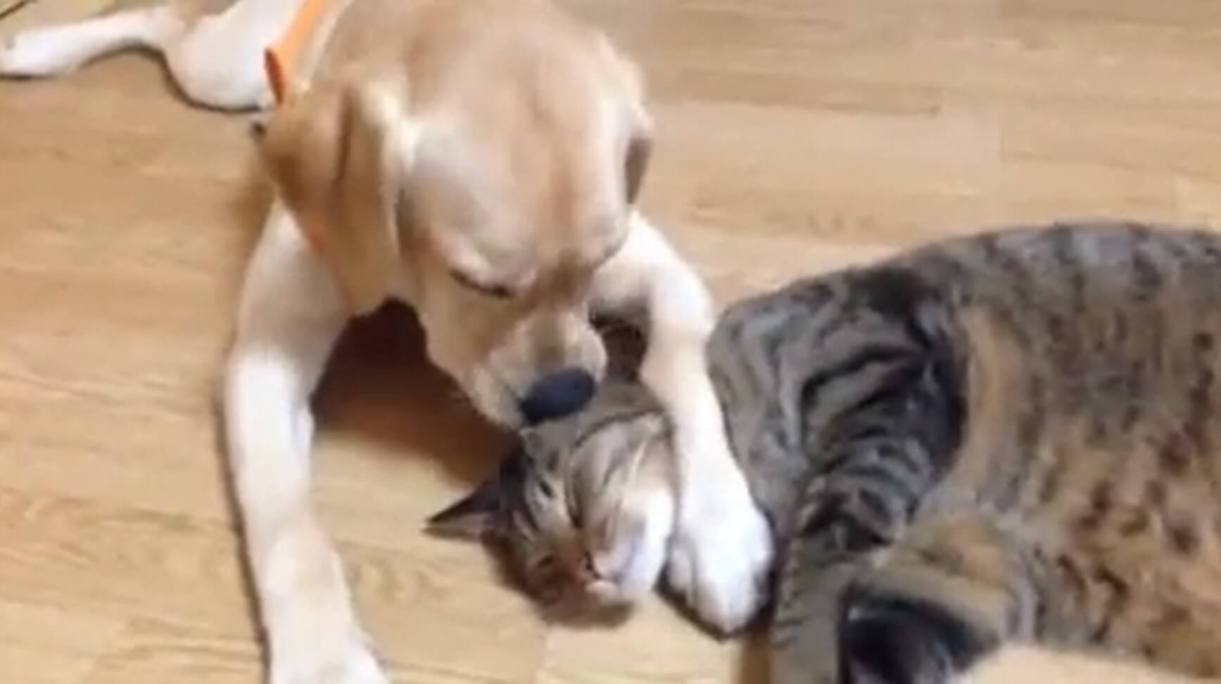 ラブラドールレトリーバー,動画