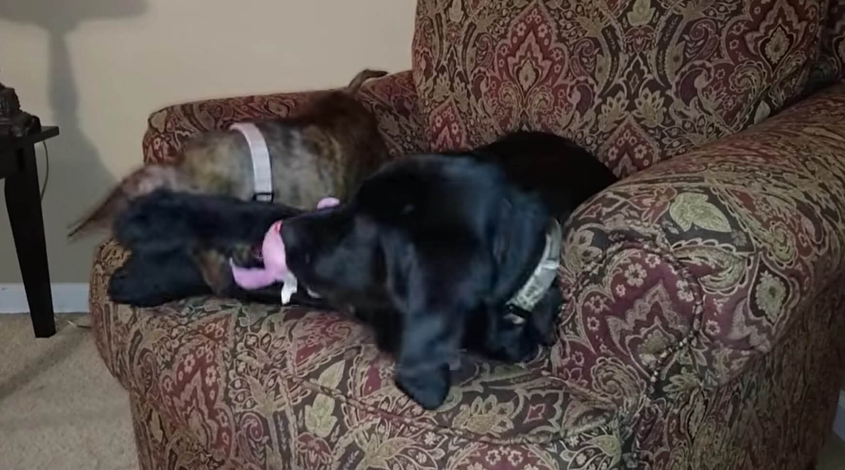 ラブラドールレトリーバー,動画