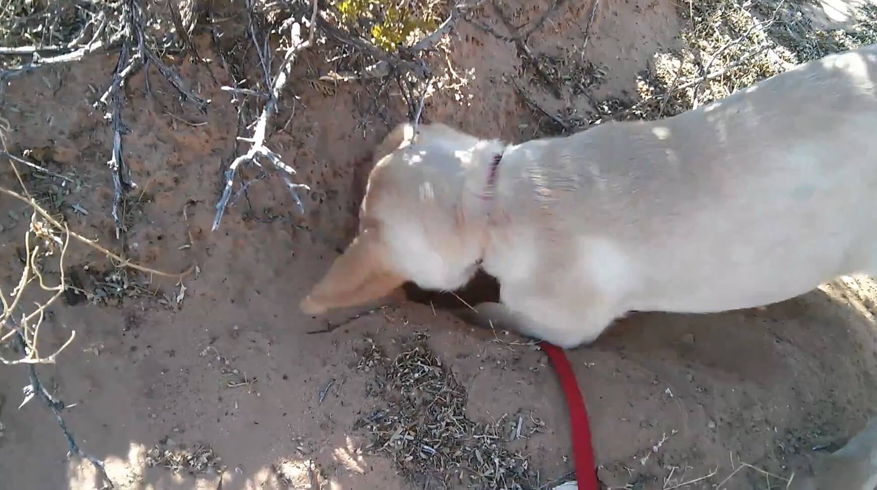 ラブラドールレトリーバー,動画