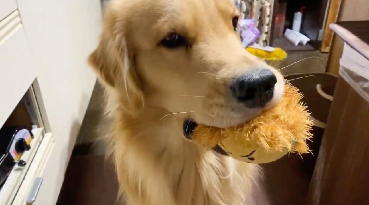 ゴールデンレトリーバー,動画