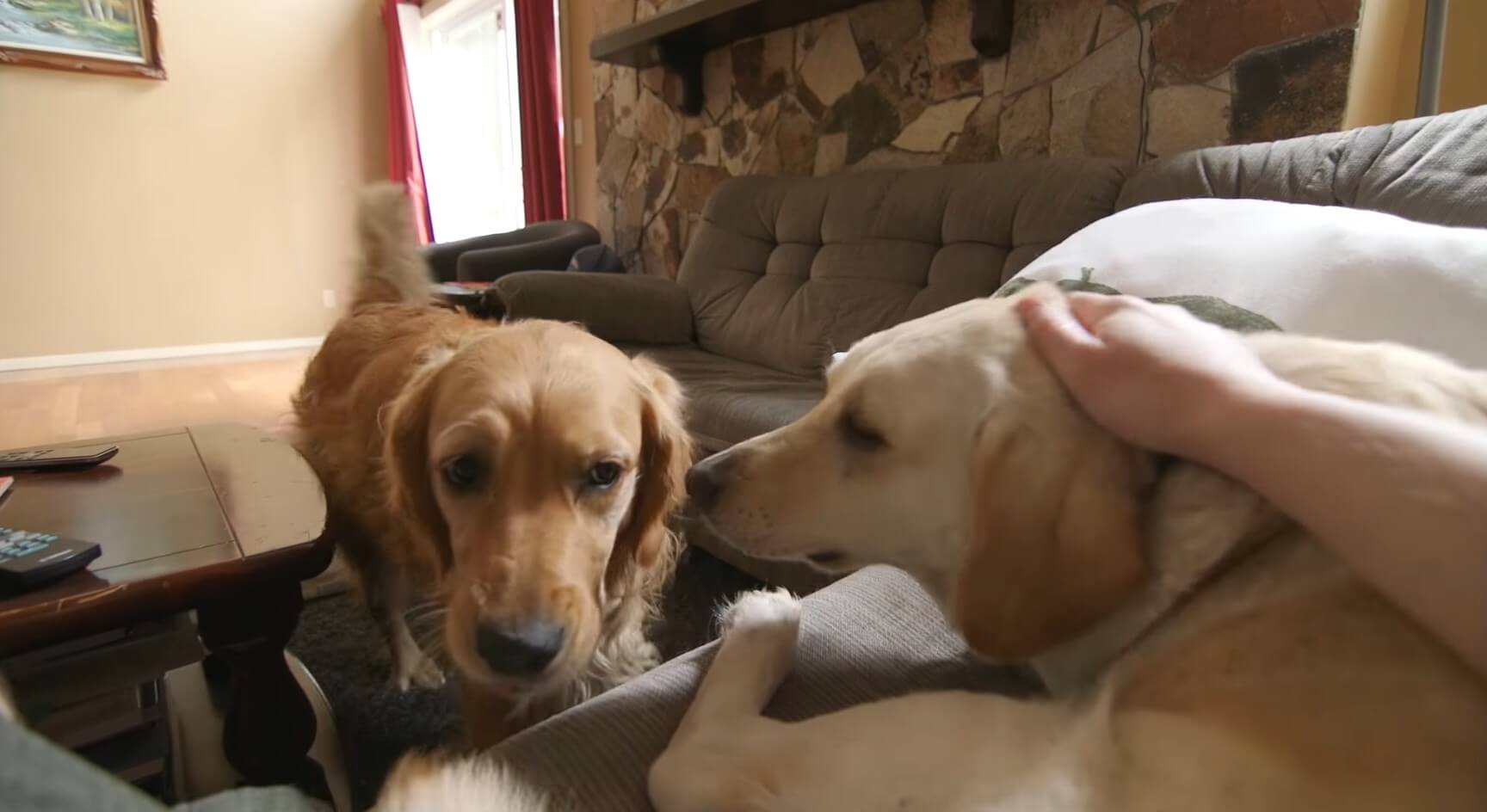 ゴールデンレトリーバー,動画