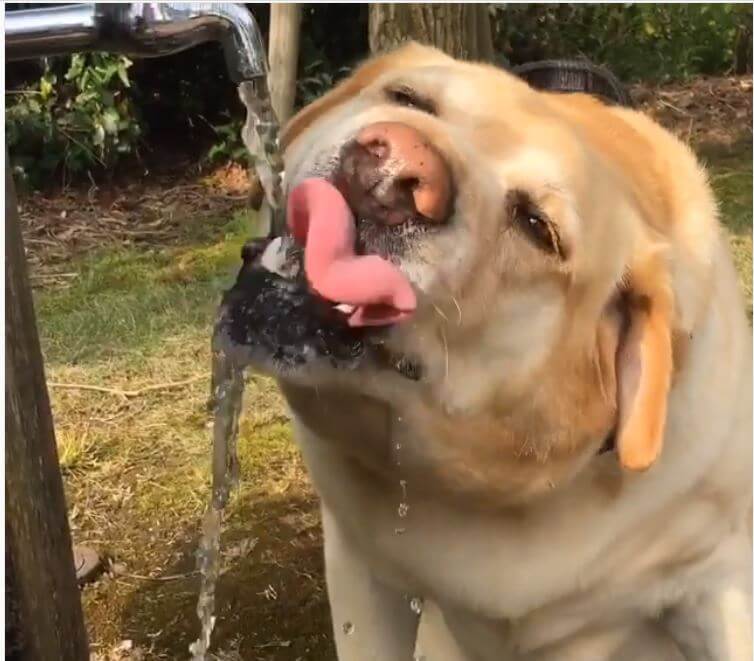 ラブラドールレトリーバー,動画