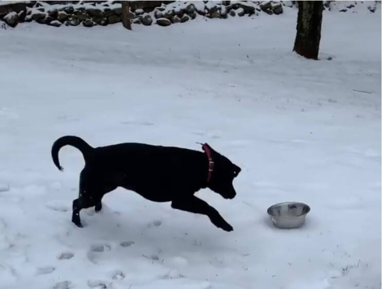 ラブラドールレトリーバー,動画