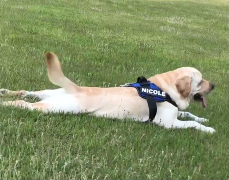 ラブラドールレトリーバー,動画