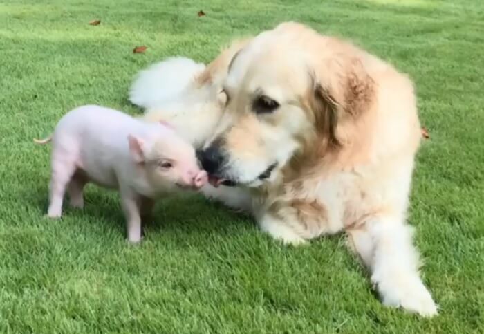 ゴールデンレトリーバー,動画