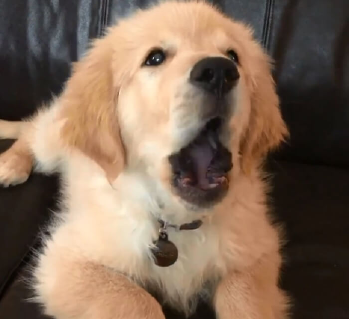 ゴールデンレトリーバー,動画