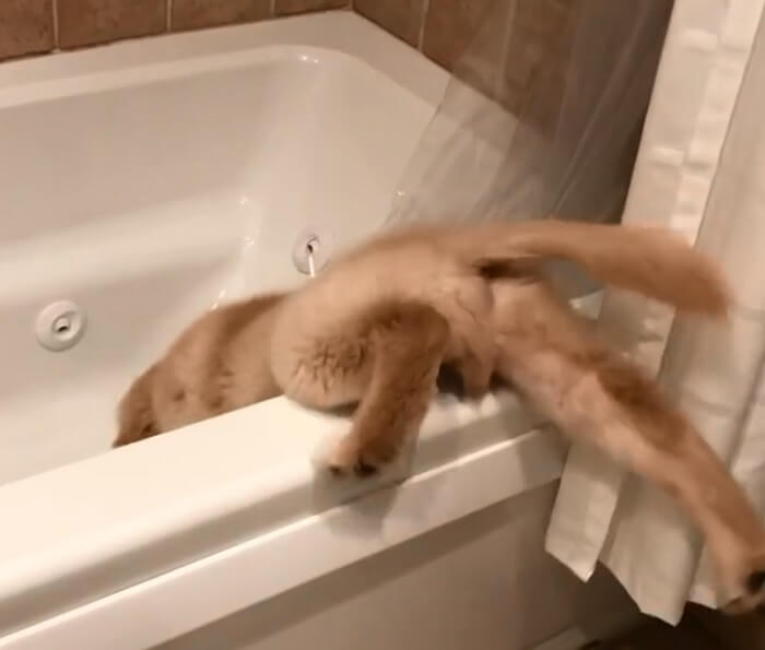 ゴールデンレトリーバー,動画