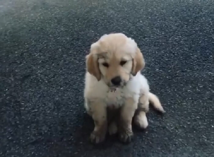 ゴールデンレトリーバー,動画