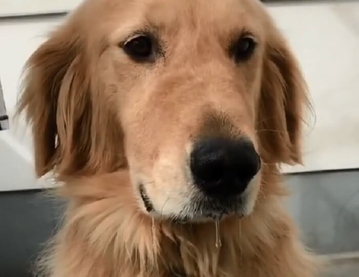 ゴールデンレトリーバー,動画