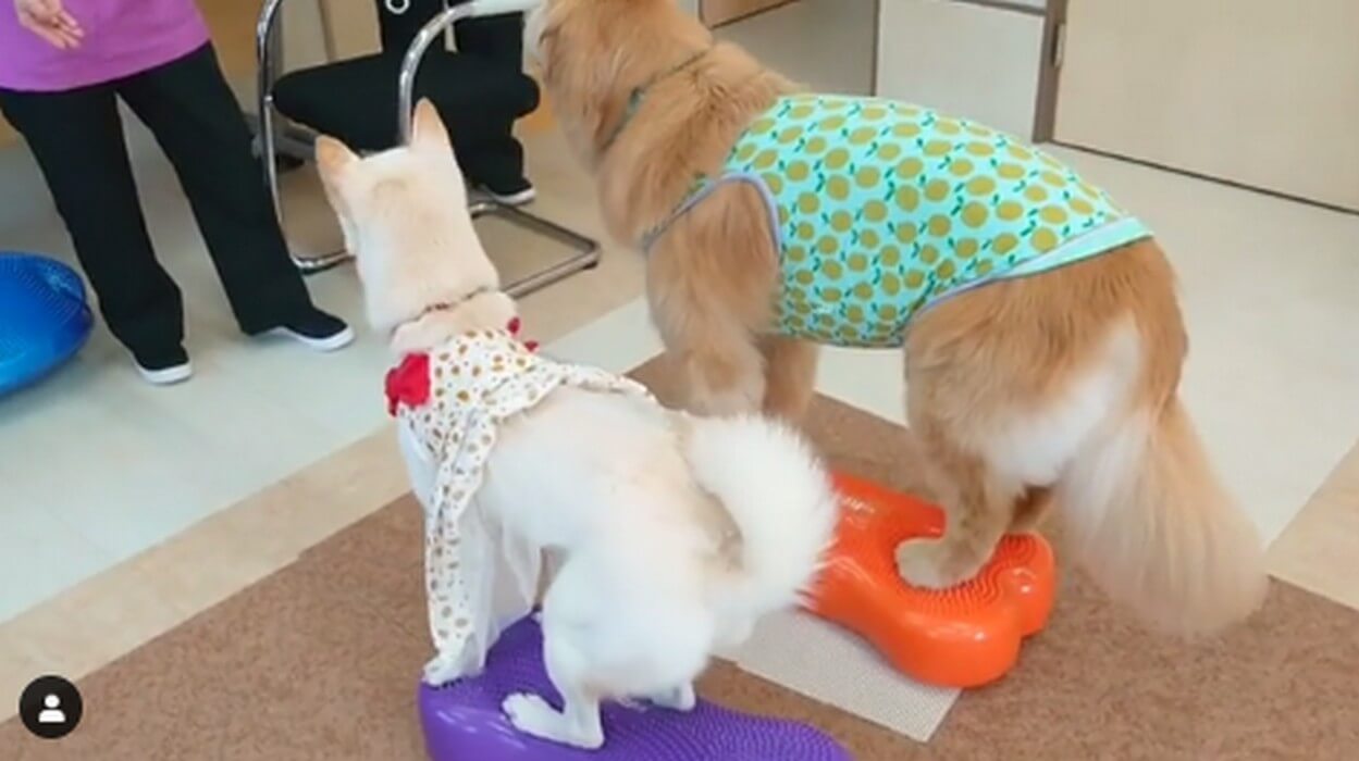 ゴールデンレトリーバー,動画