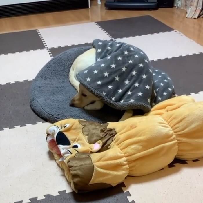 ラブラドールレトリーバー,動画