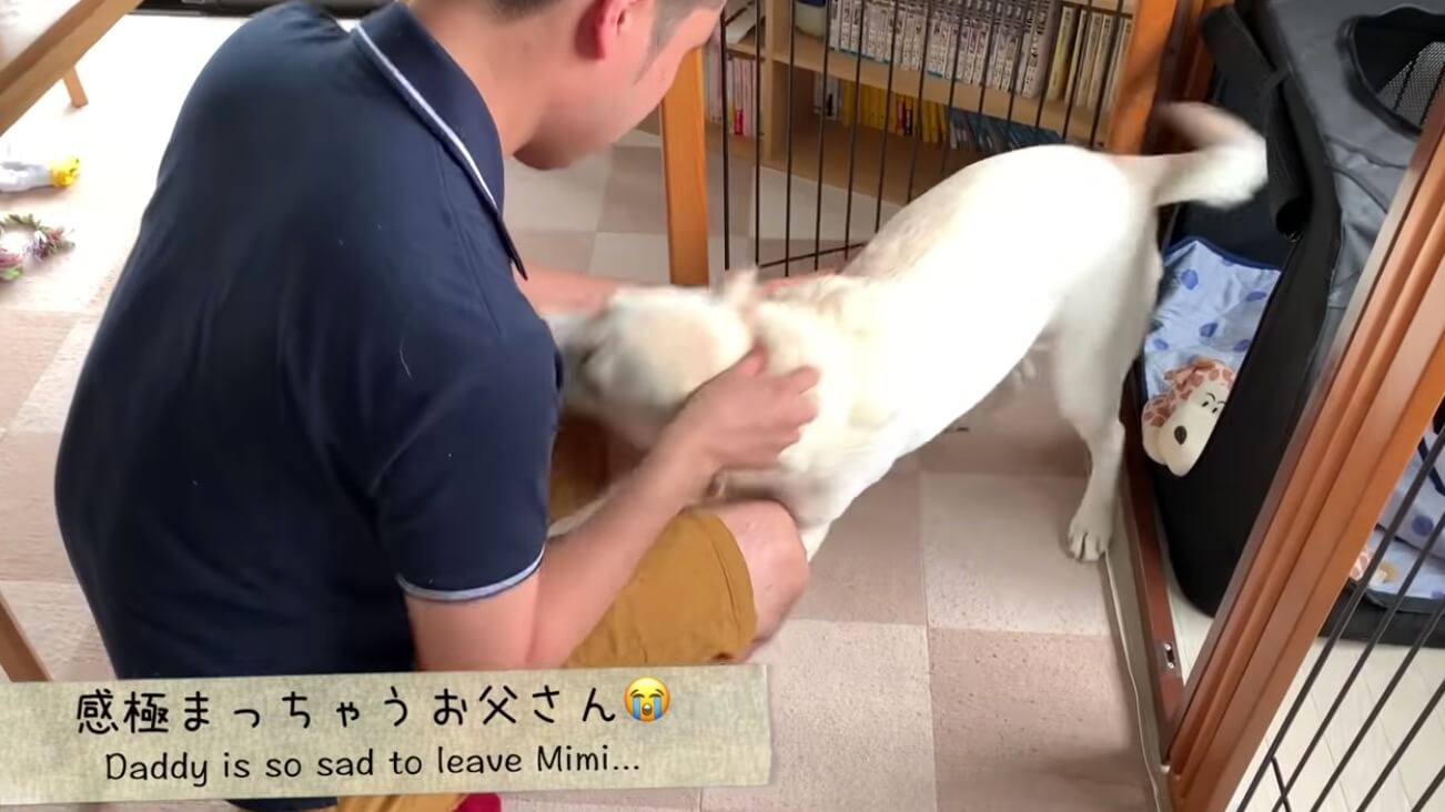 ラブラドールレトリーバー,動画