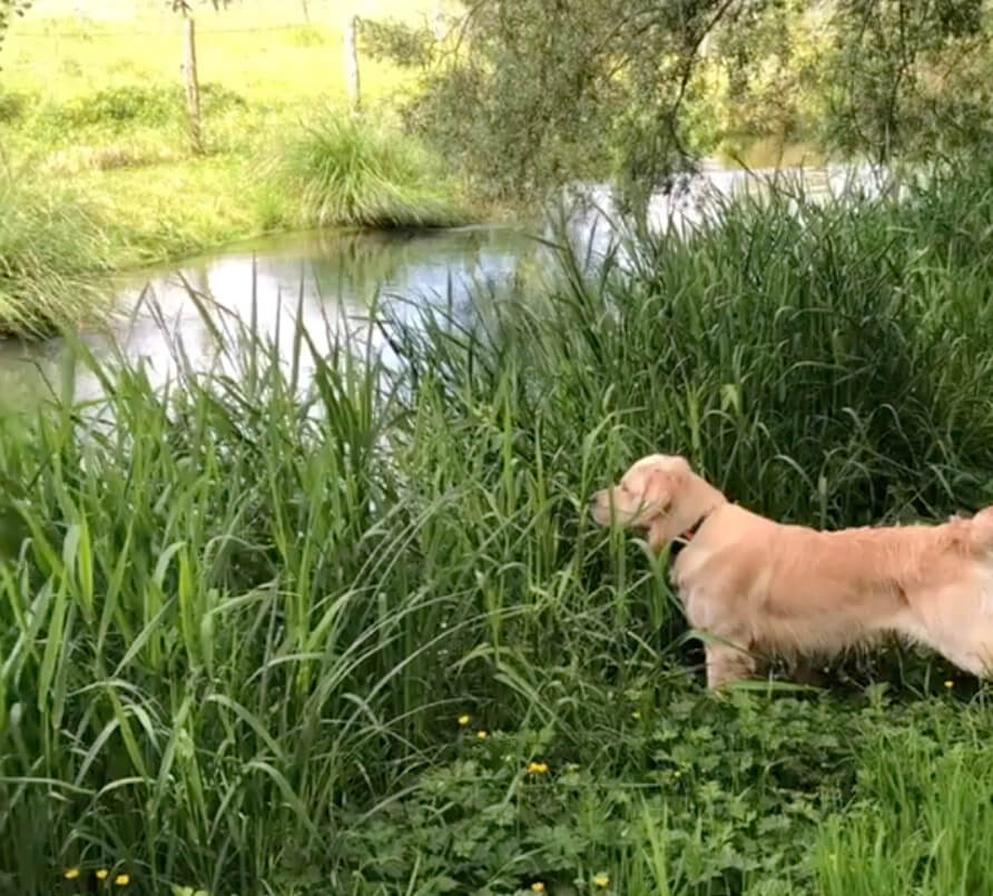 ゴールデンレトリーバー,動画