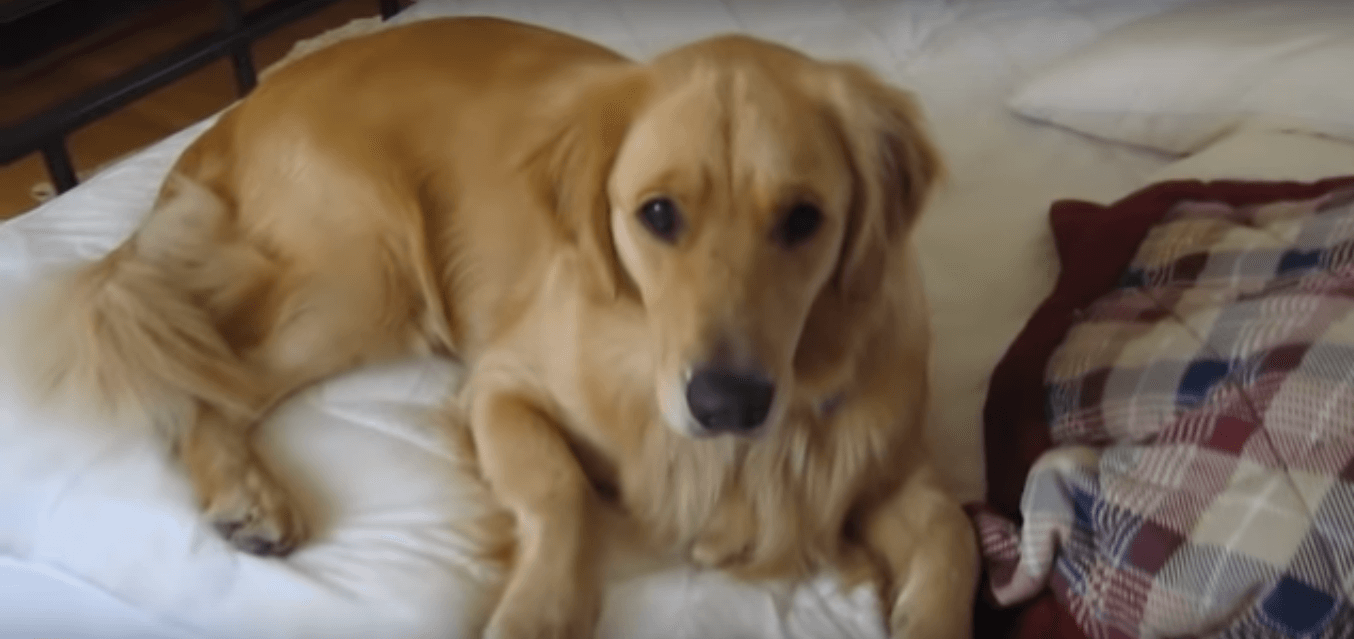 ゴールデンレトリーバー,動画