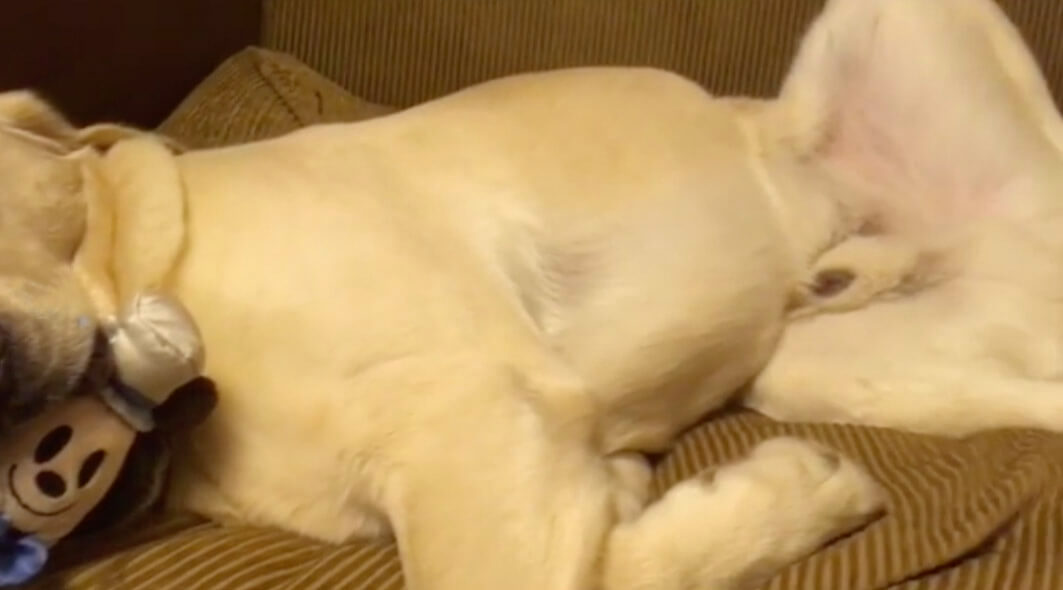 ラブラドールレトリーバー,動画