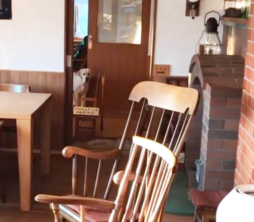 ラブラドールレトリーバー,動画