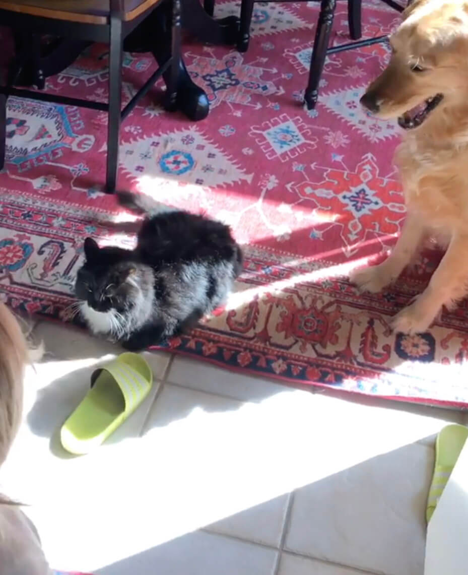 ゴールデンレトリーバー,動画