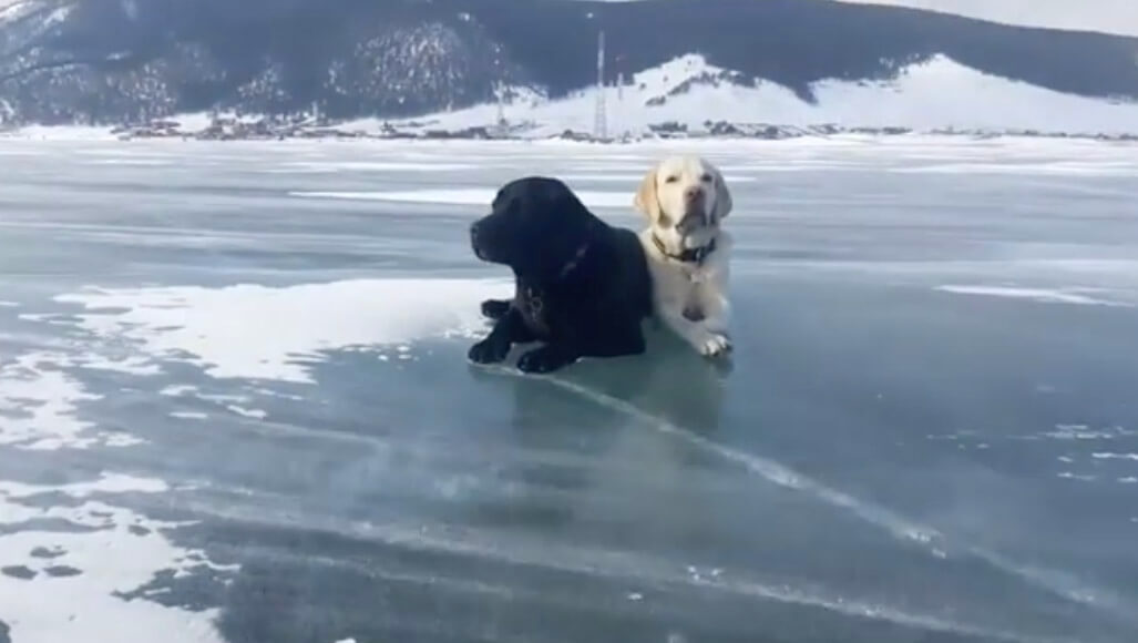 ラブラドールレトリーバー,動画