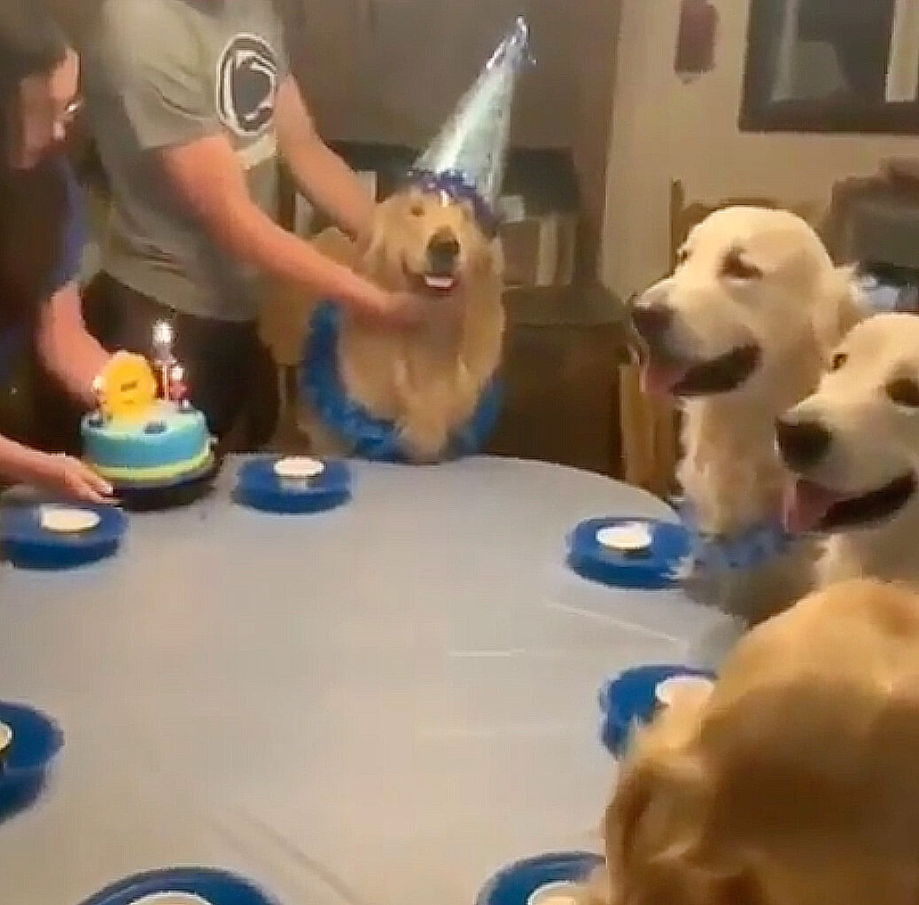 ゴールデンレトリーバー,動画